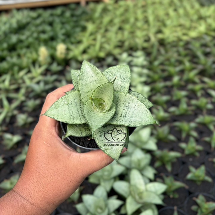 Sansevieria siliwangi