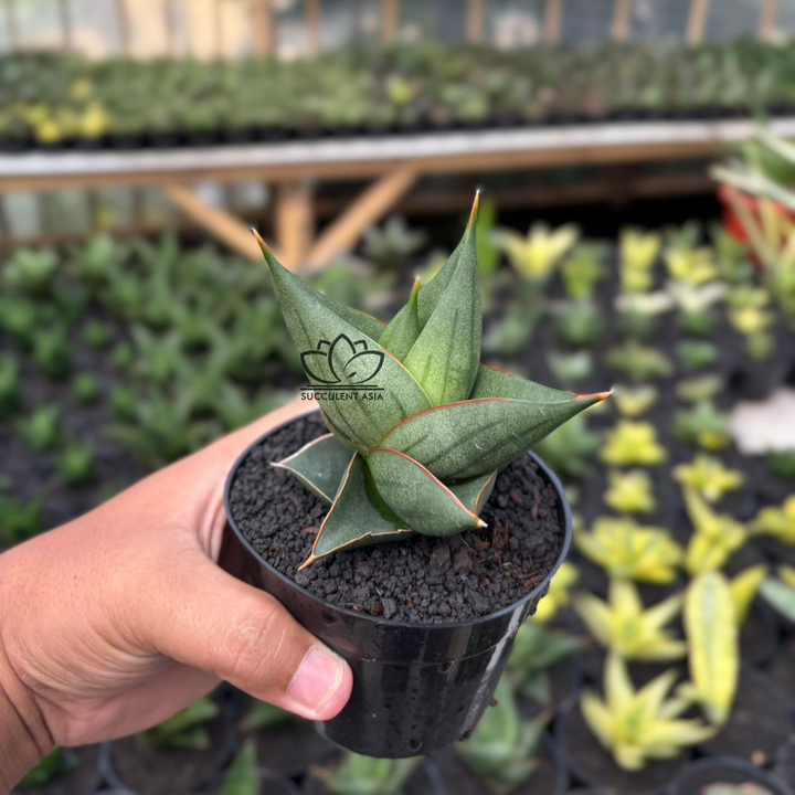 Sansevieria Elephant