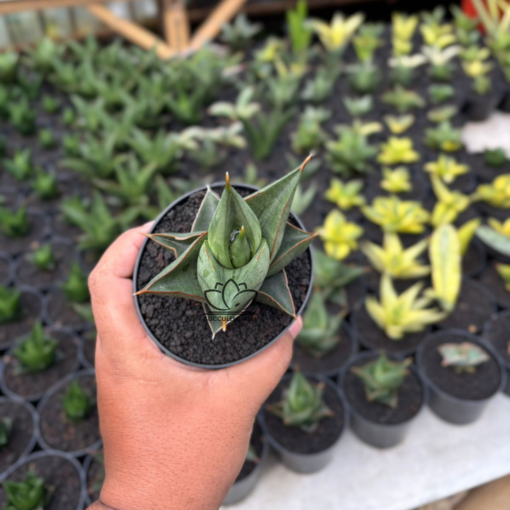 Sansevieria Elephant