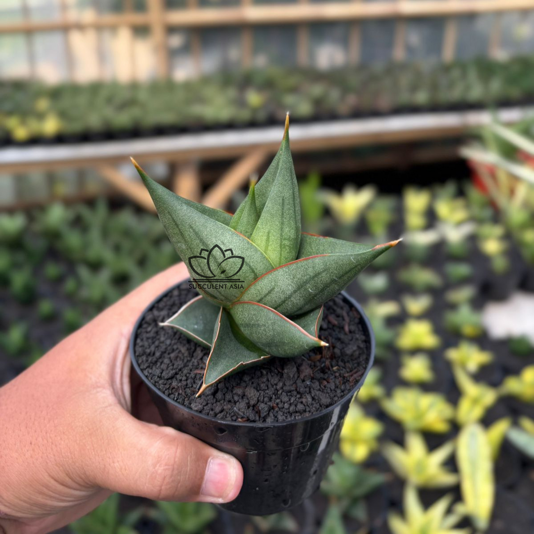 Sansevieria Elephant