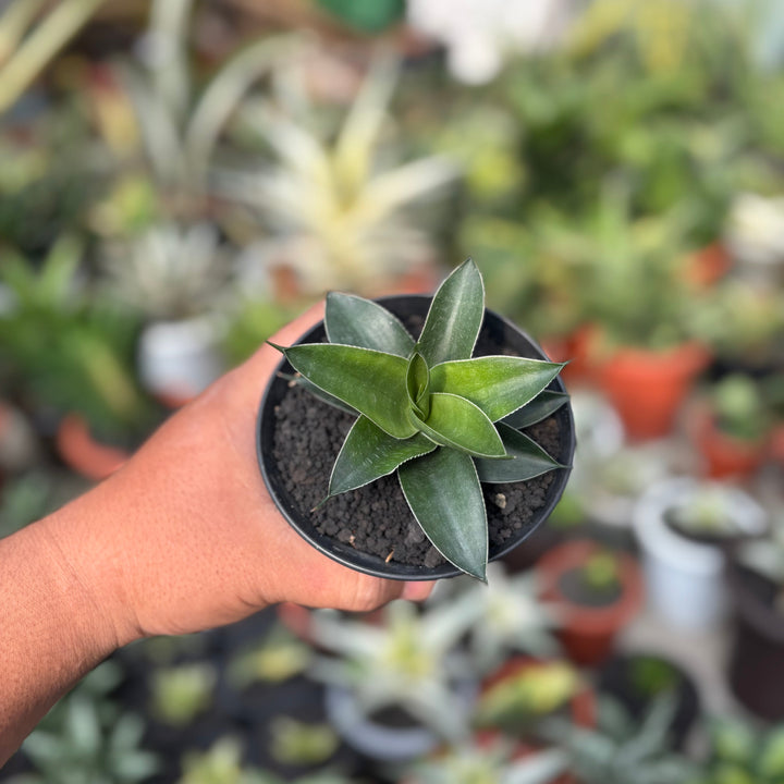 Sansevieria Ken Arok