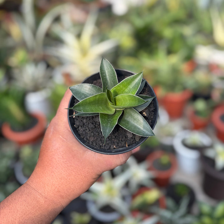 Sansevieria Ken Arok