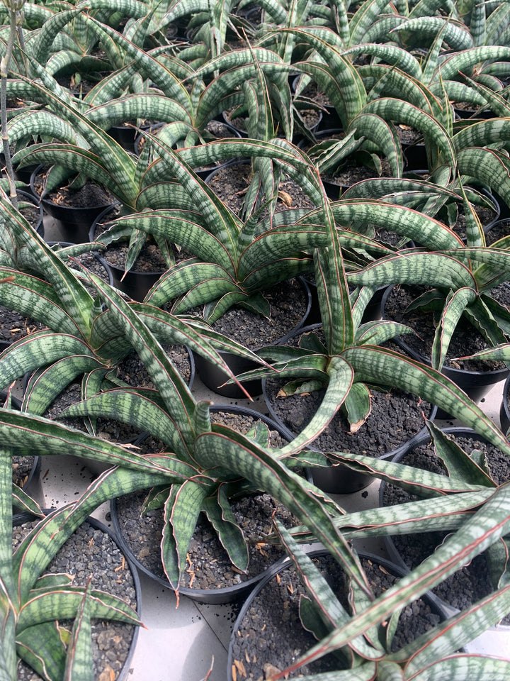 Sansevieria Lady Gaga