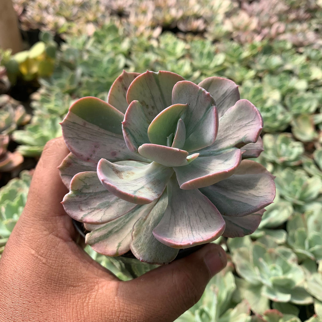 mutated succulent echeveria faulbunyan mutation