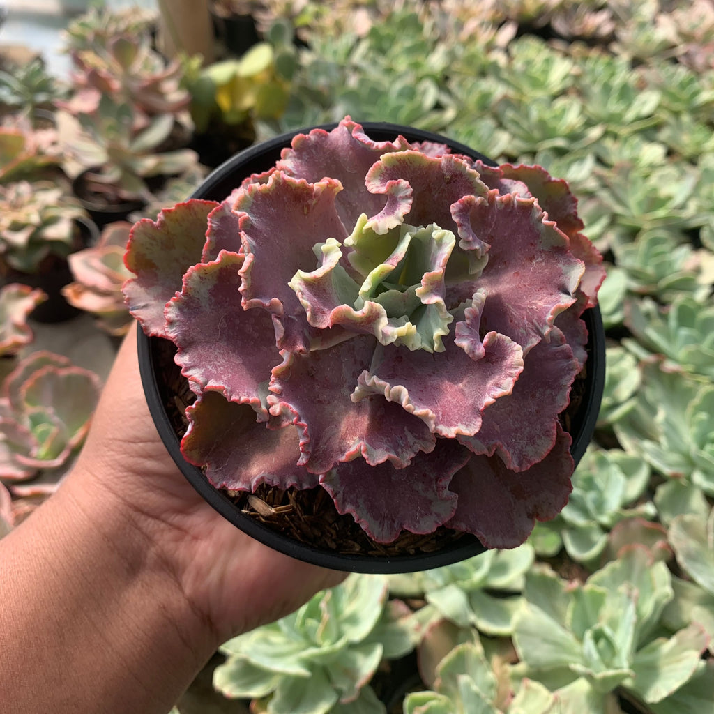 succulent king echeveria king dragon – Succulentasia