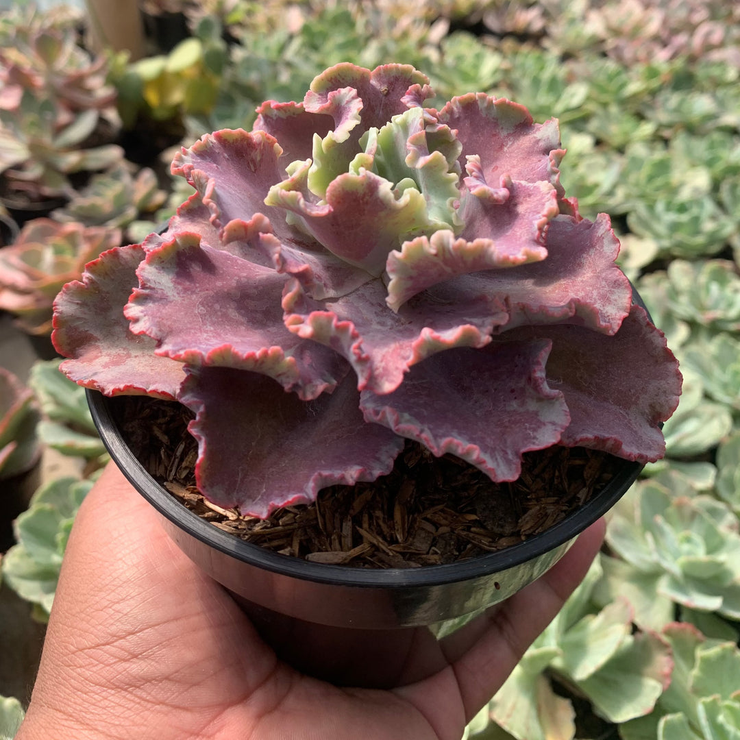 echeveria king dragon