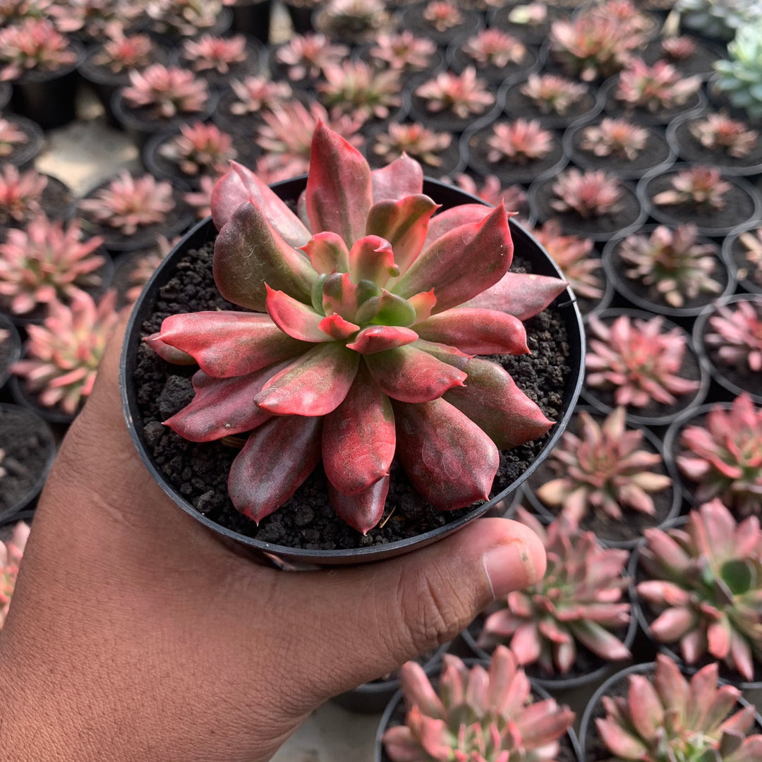 red prince succulent echeveria red prin