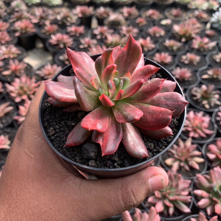 echeveria red prin