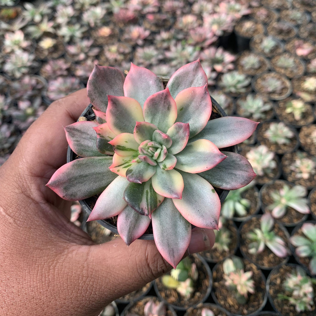 echeveria pink print