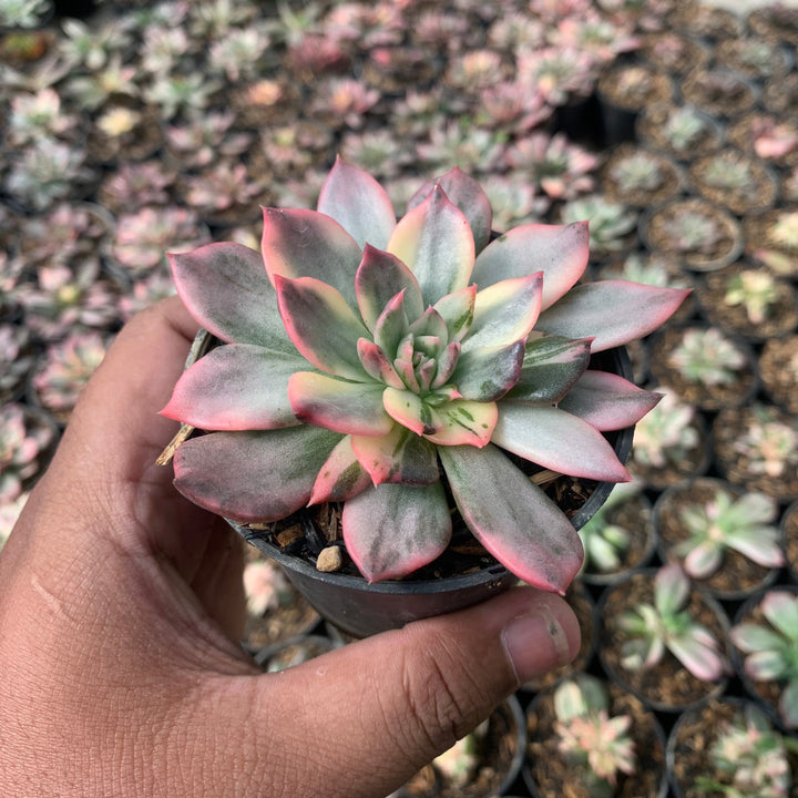 echeveria pink print