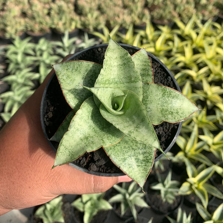 Sansevieria Mega