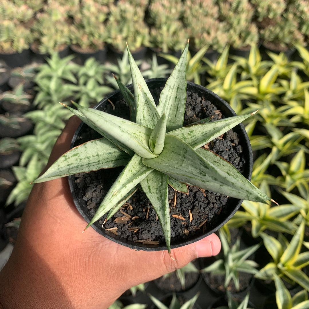 Sansevieria Kasih