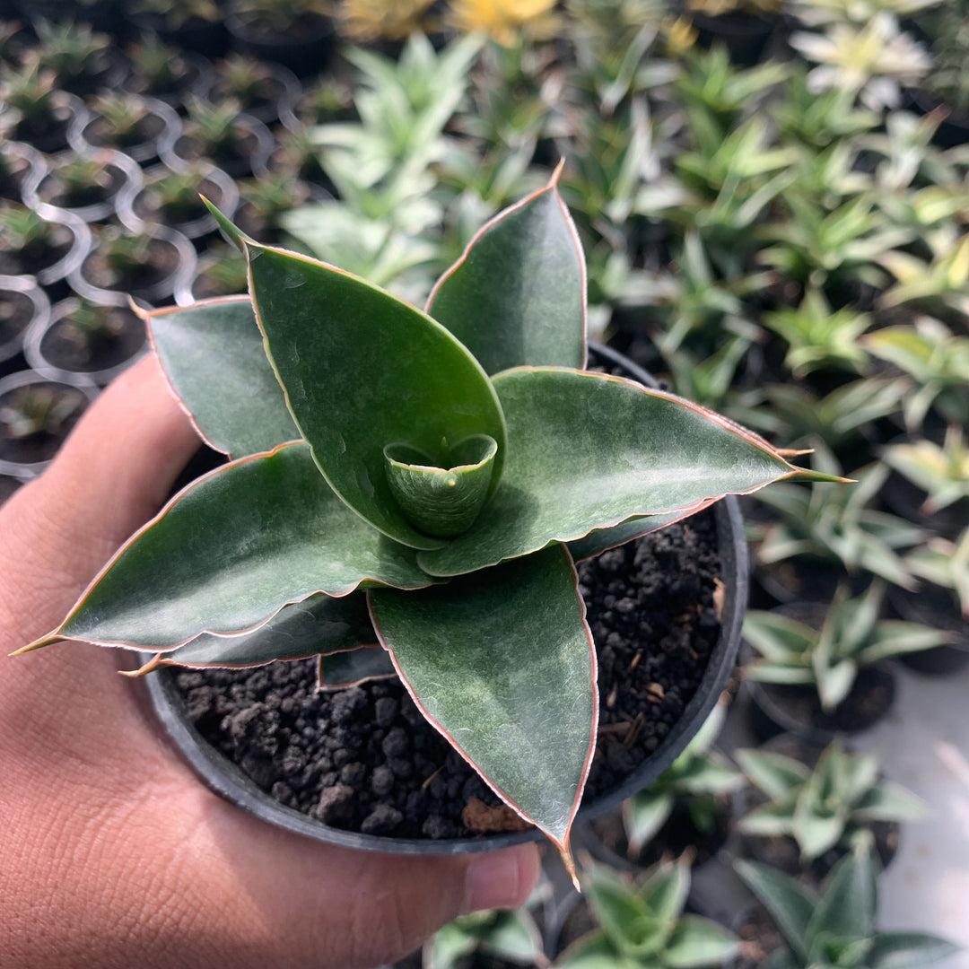 Sansevieria Sri Rama