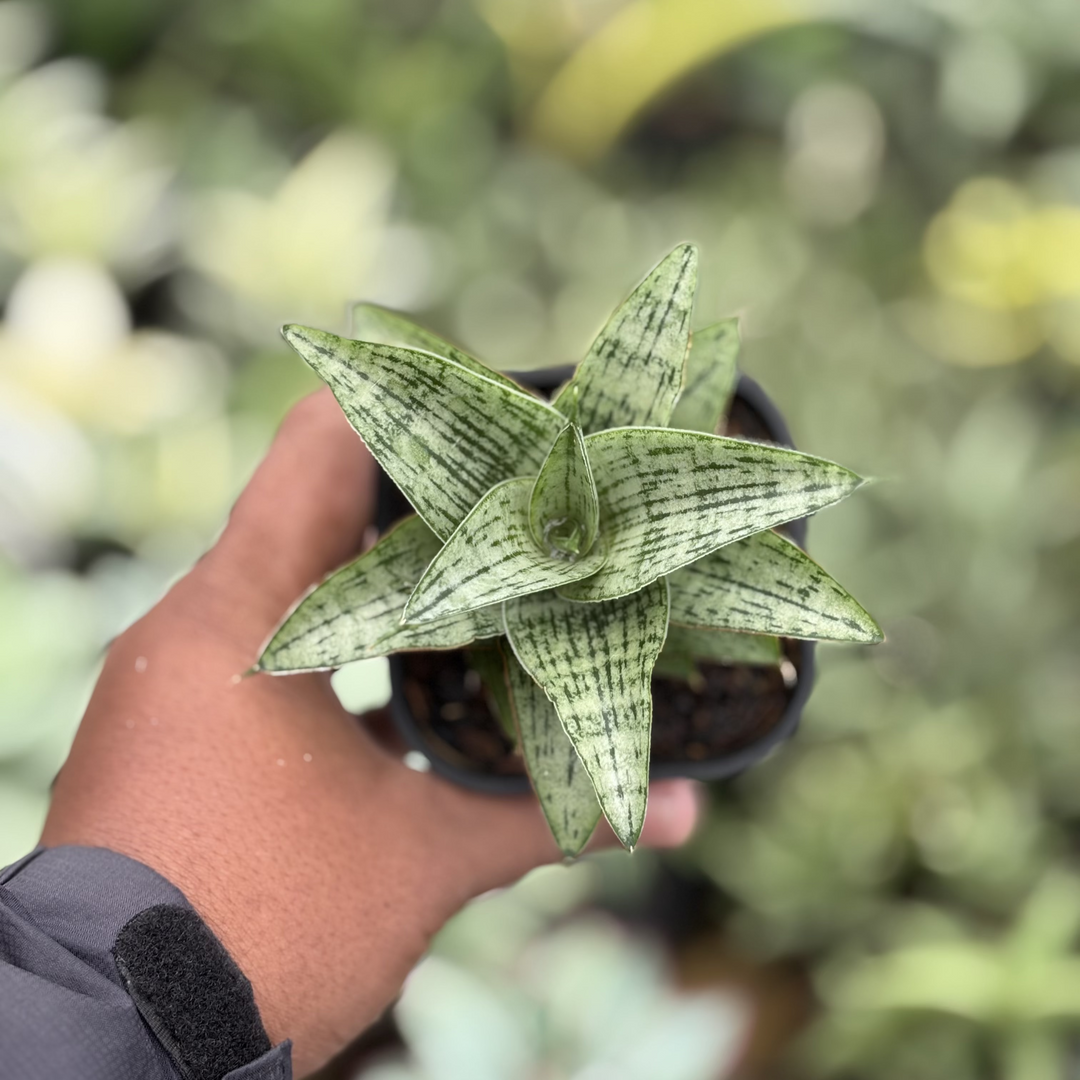 Sansevieria Amabilis