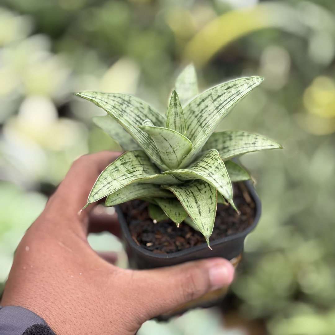 Sansevieria Amabilis