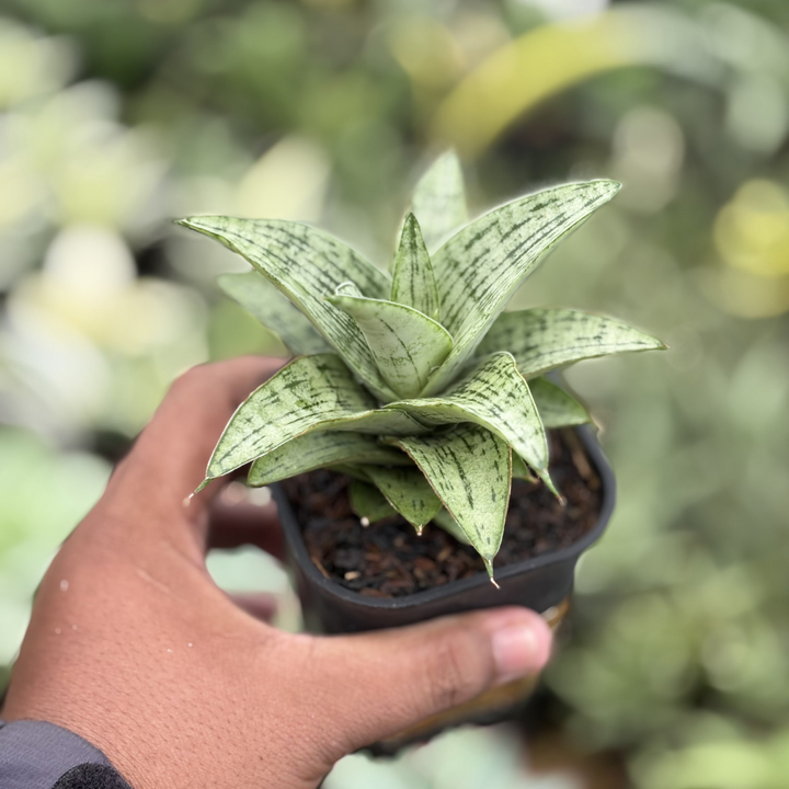 Sansevieria Amabilis