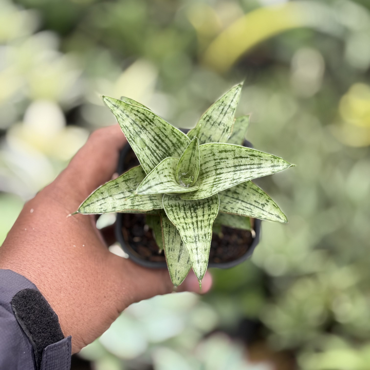 Sansevieria Amabilis