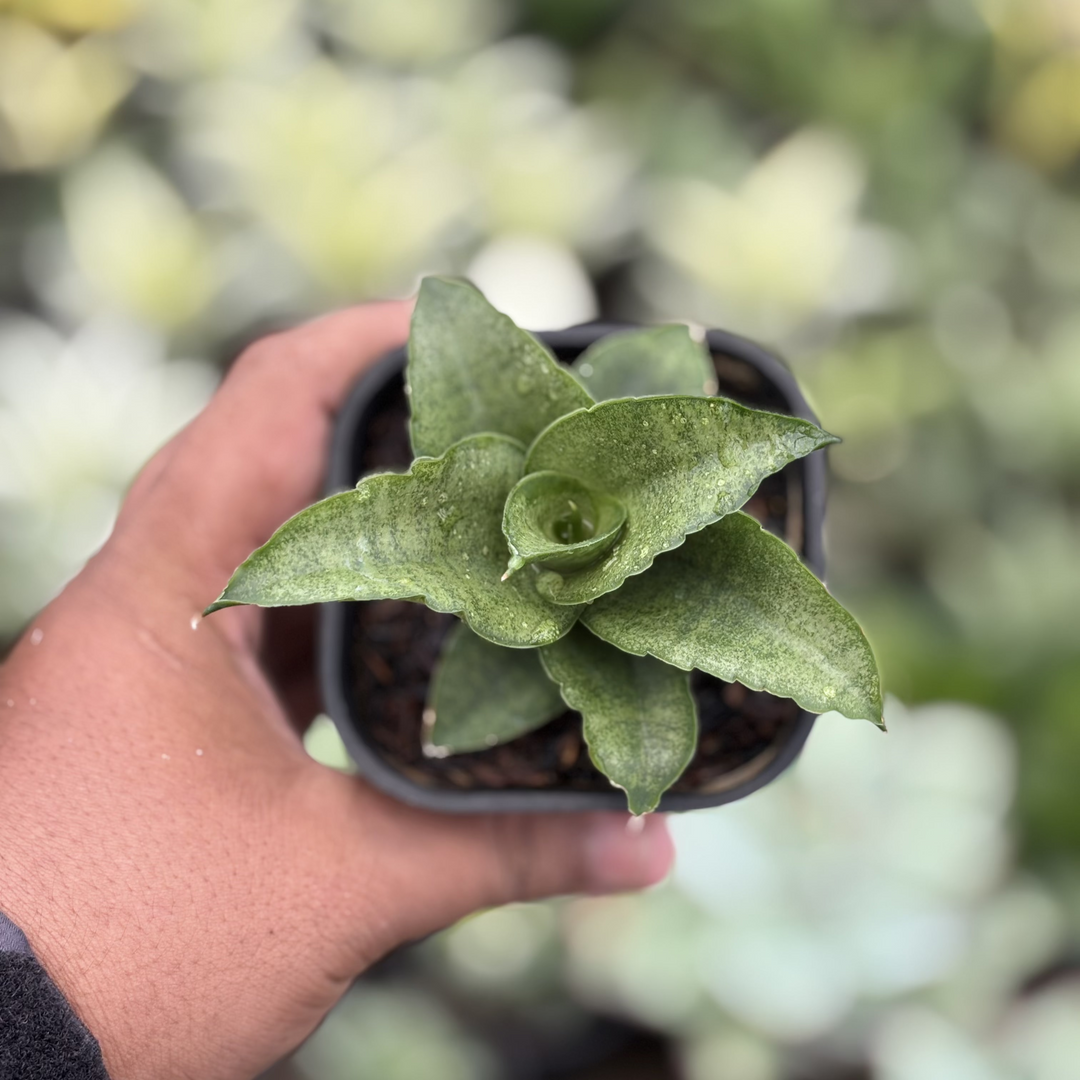 Sansevieria Larisa
