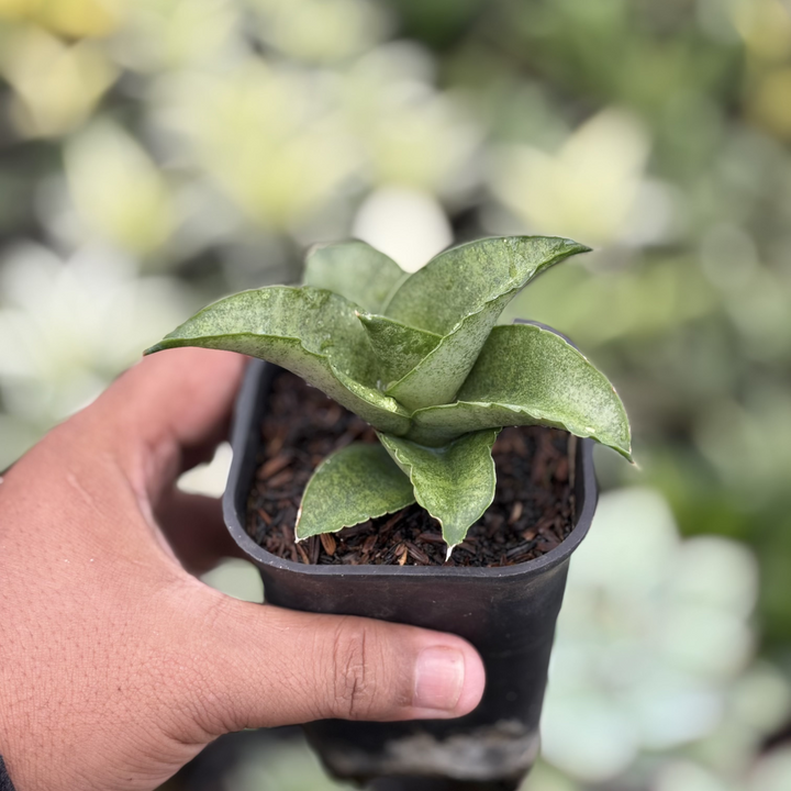Sansevieria Larisa
