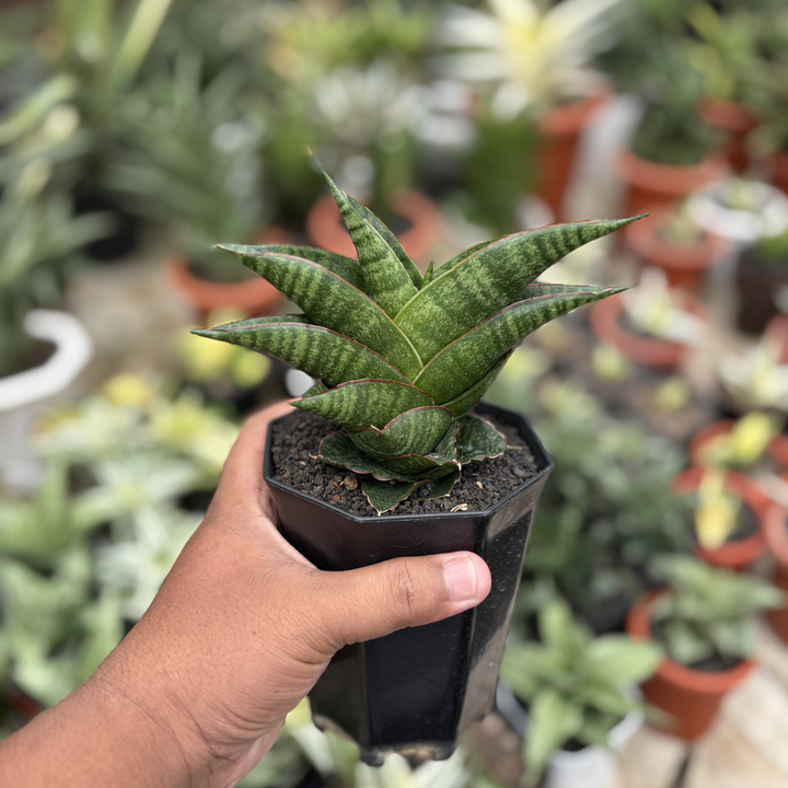 Sansevieria Zelora