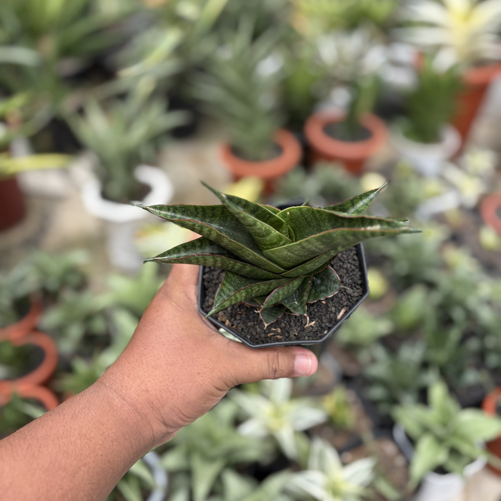 Sansevieria Zelora