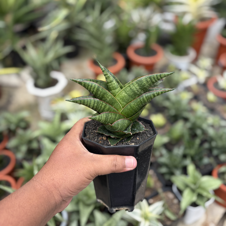 Sansevieria Zelora