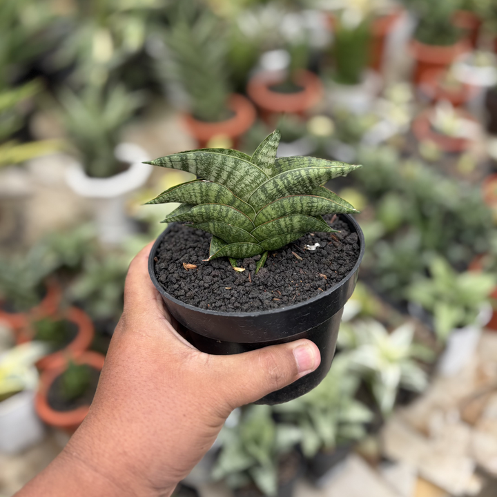 Sansevieria Oriza