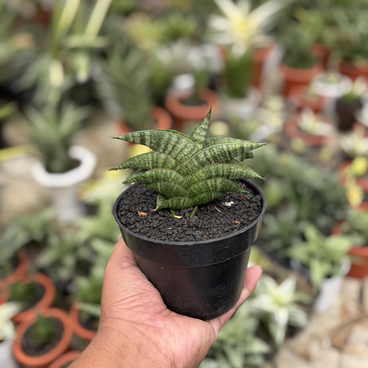 Sansevieria Oriza