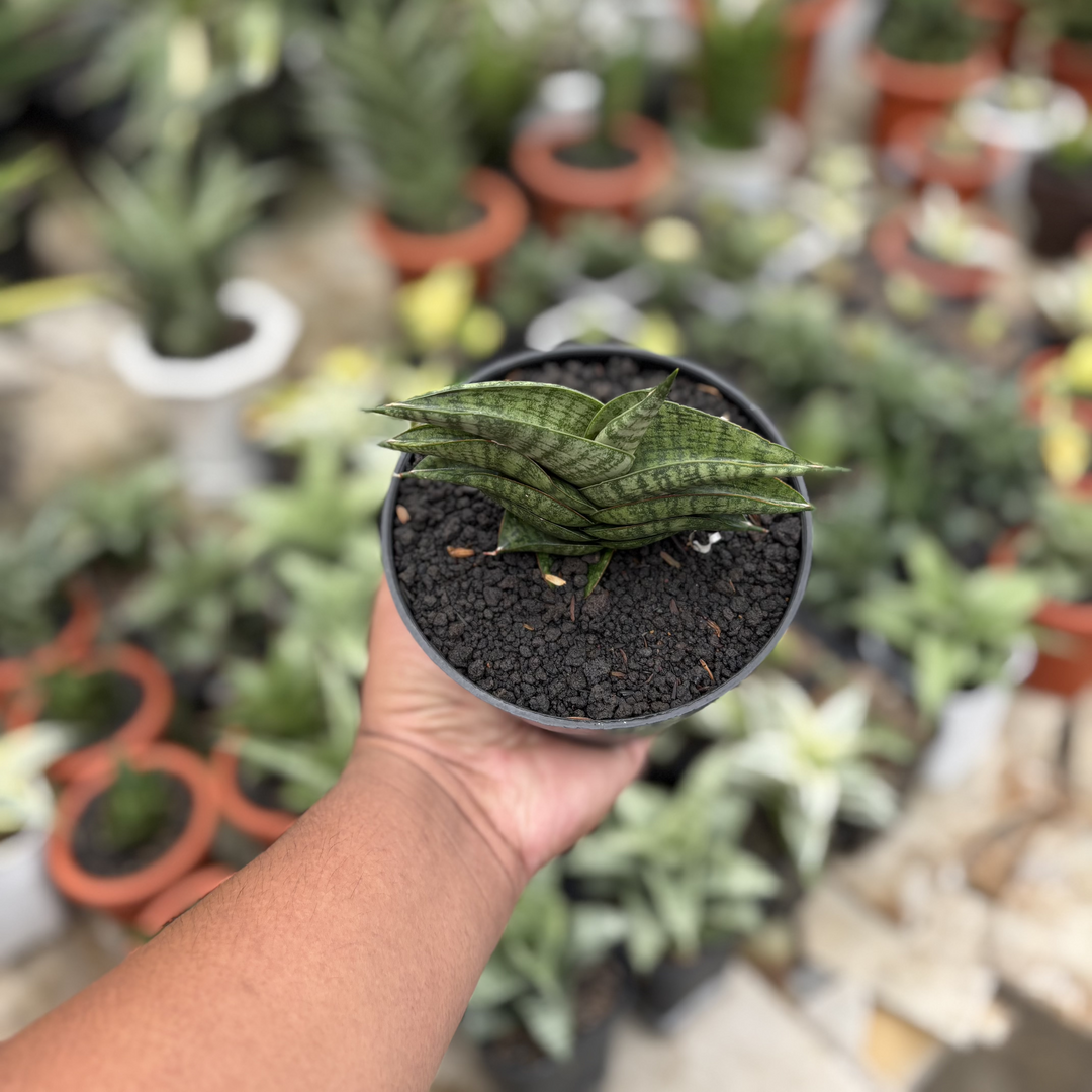 Sansevieria Oriza