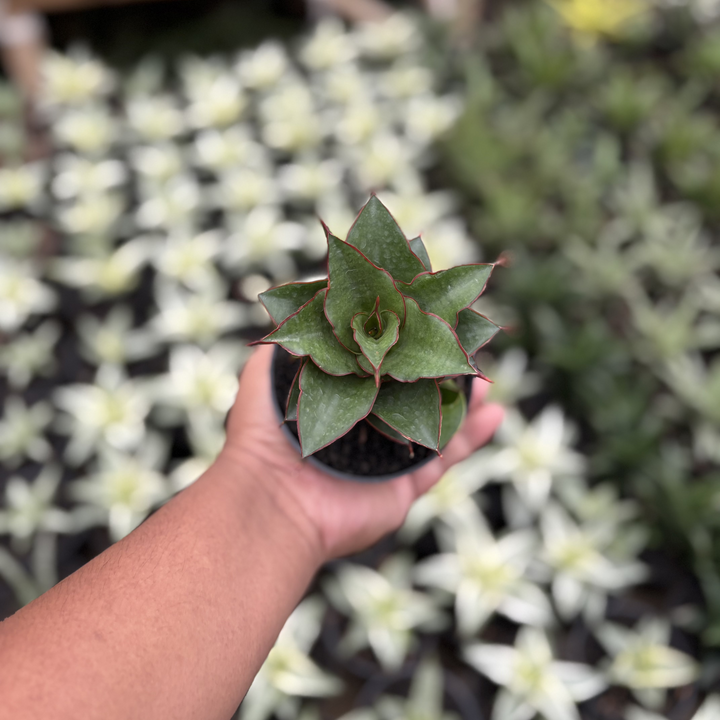sansevieria Ghea