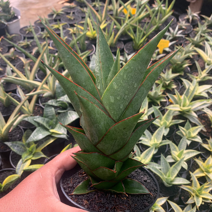 Sansevieria Armanu