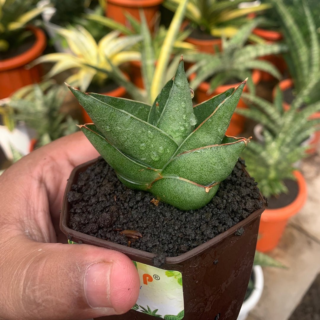 Sansevieria Noah&