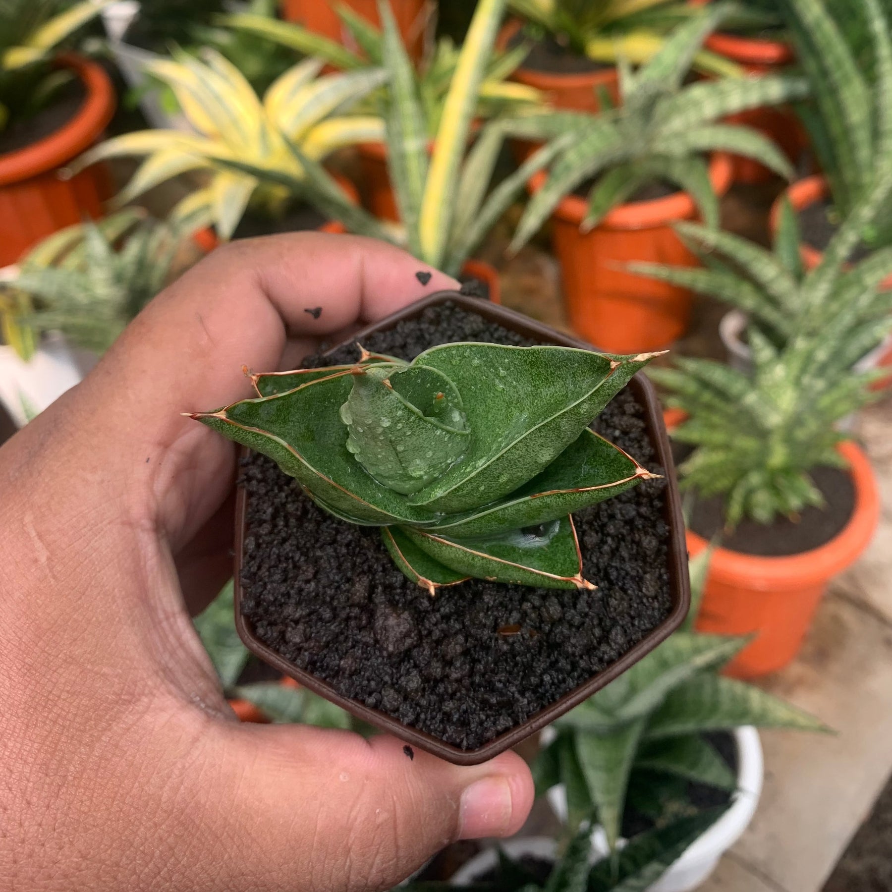 ark snake plant Sansevieria Noah's Ark – Succulentasia