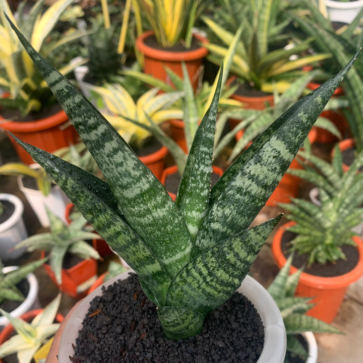 Sansevieria Black Dhani
