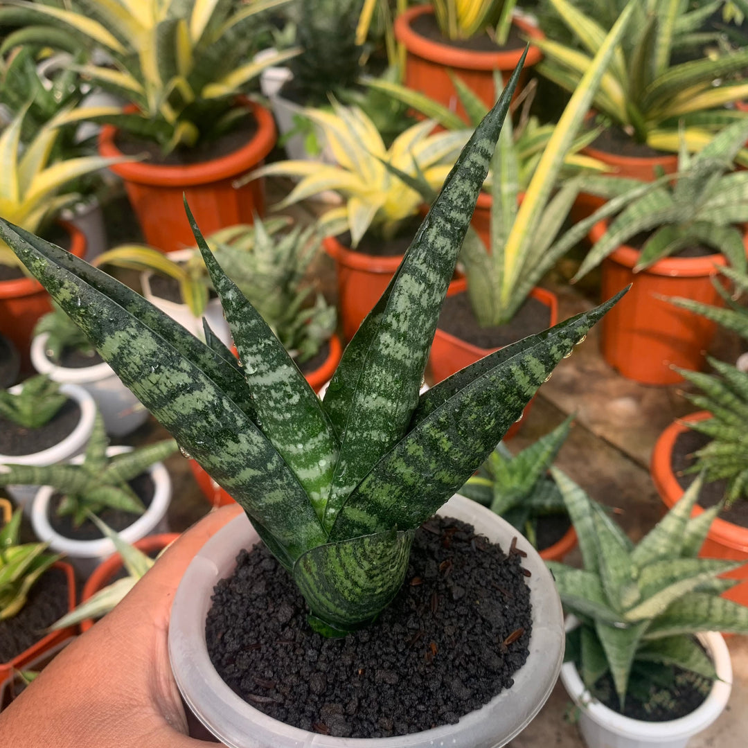 sansevieria austrian black sport Sansevieria Black Dhani – Succulentasia
