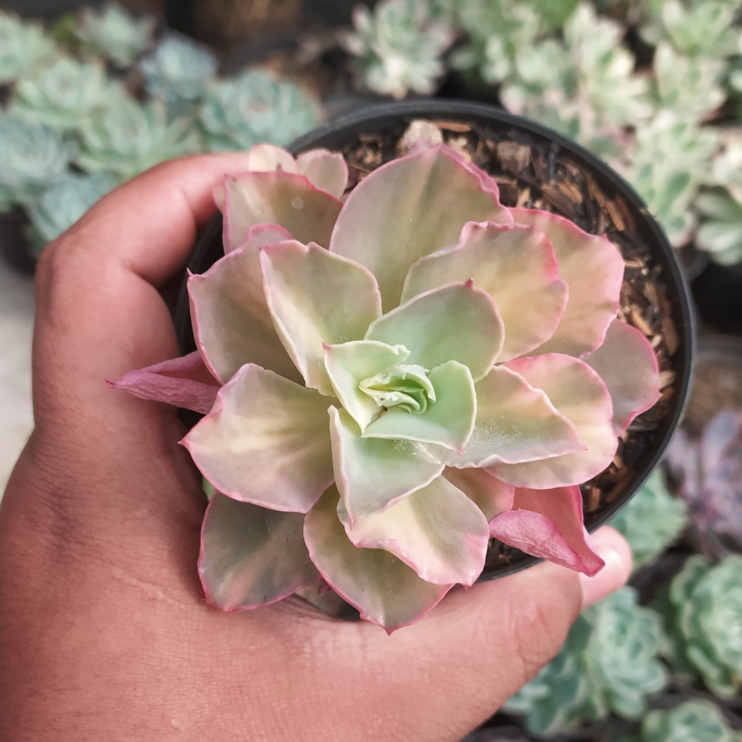 Echeveria san remo