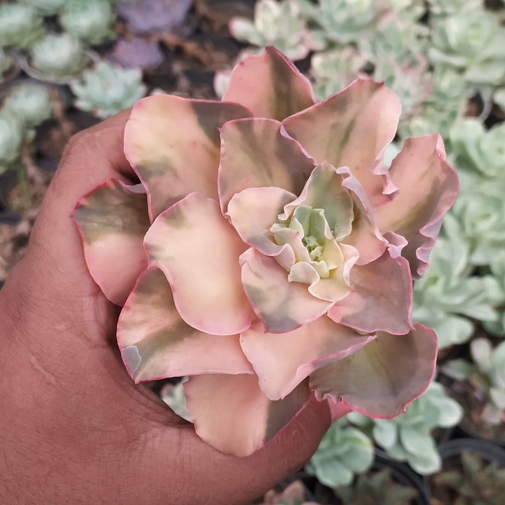 Echeveria san remo