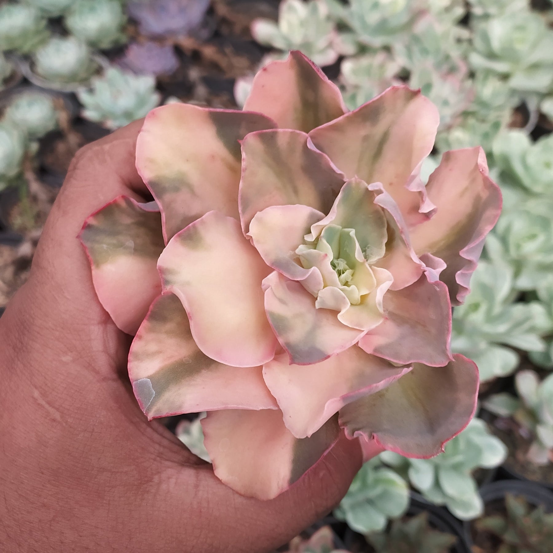 sansevieria san remo Echeveria san remo – Succulentasia