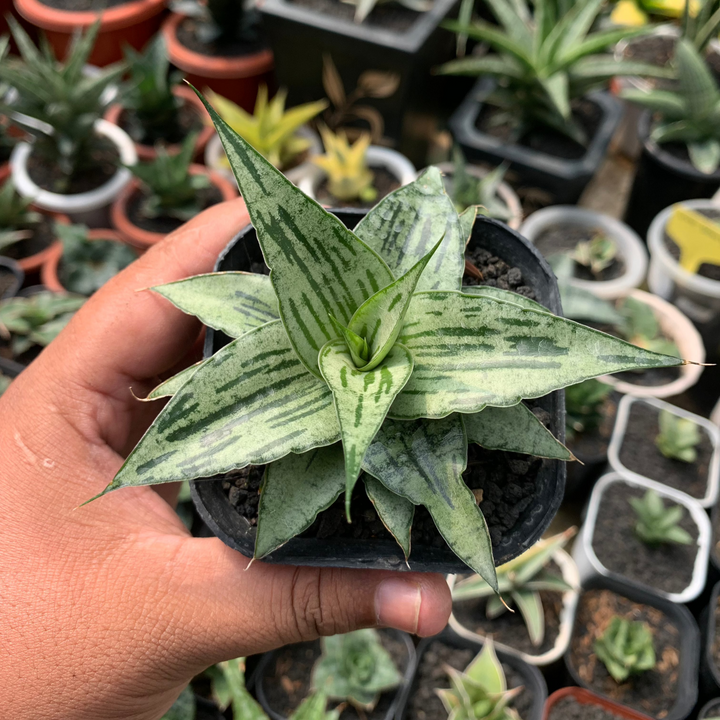 Sansevieria Bianca