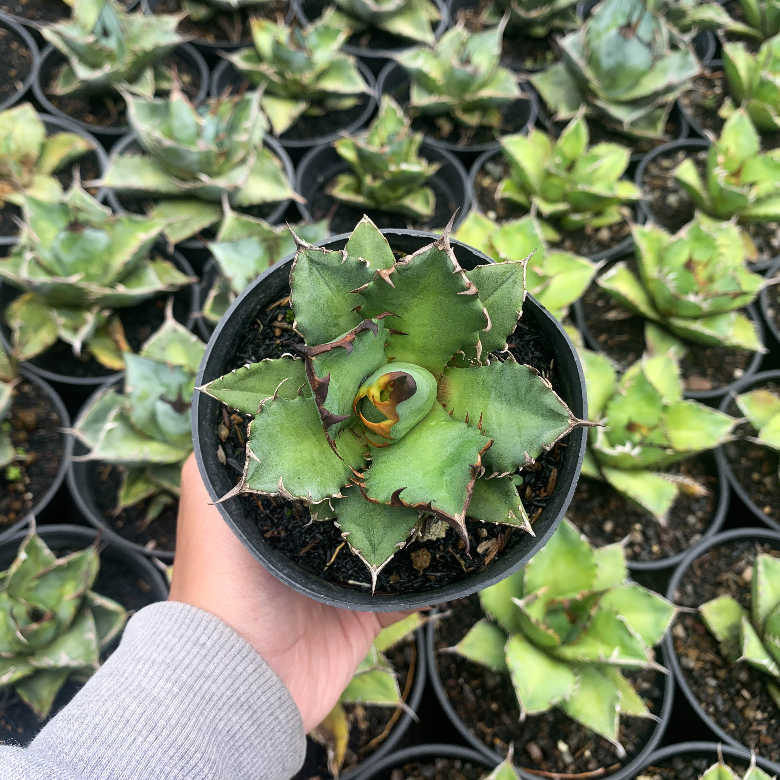 Agave titanota ‘Creep’ Agave titanota 'Snaggle Tooth' – Happy Valley Plants