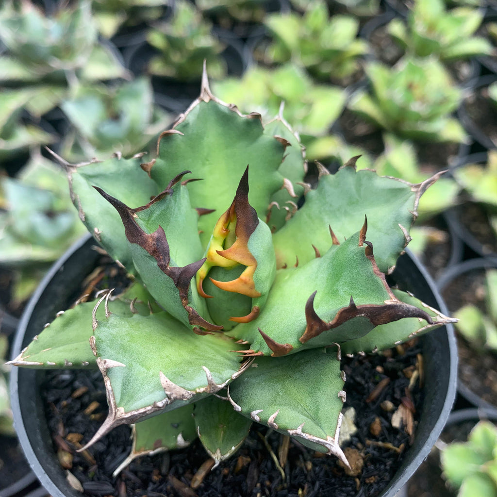 agave titanota kiyoto – Succulentasia