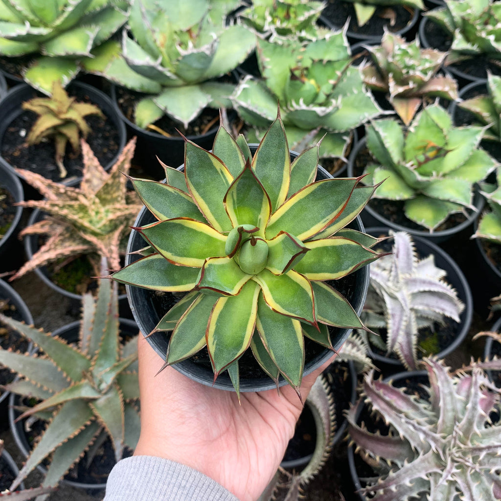 New Arrivals – Succulentasia