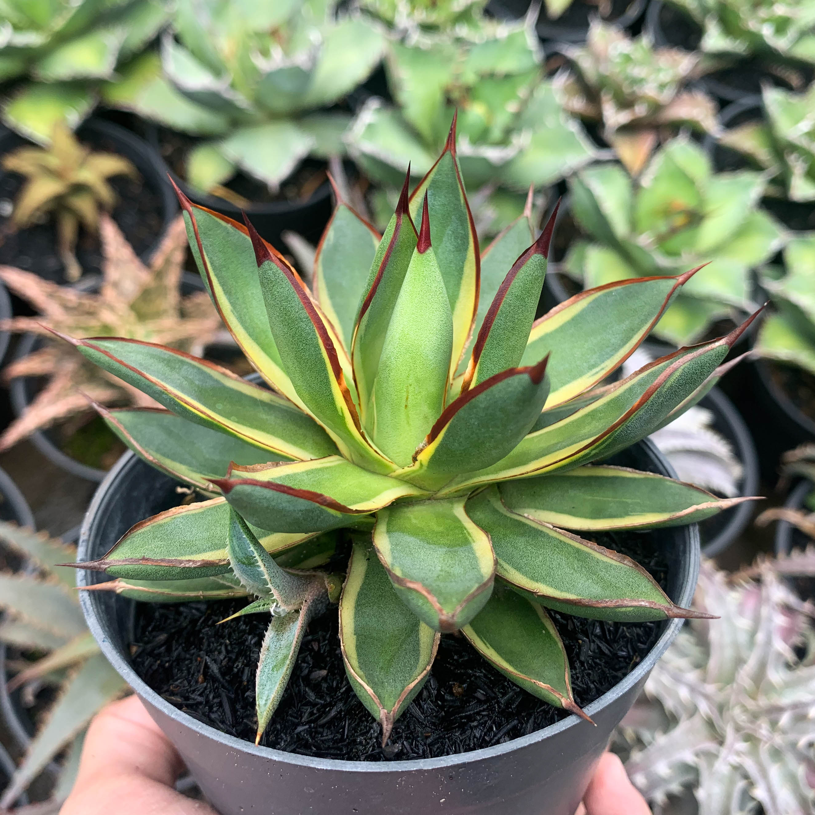Agave burgundy marginata – Succulentasia