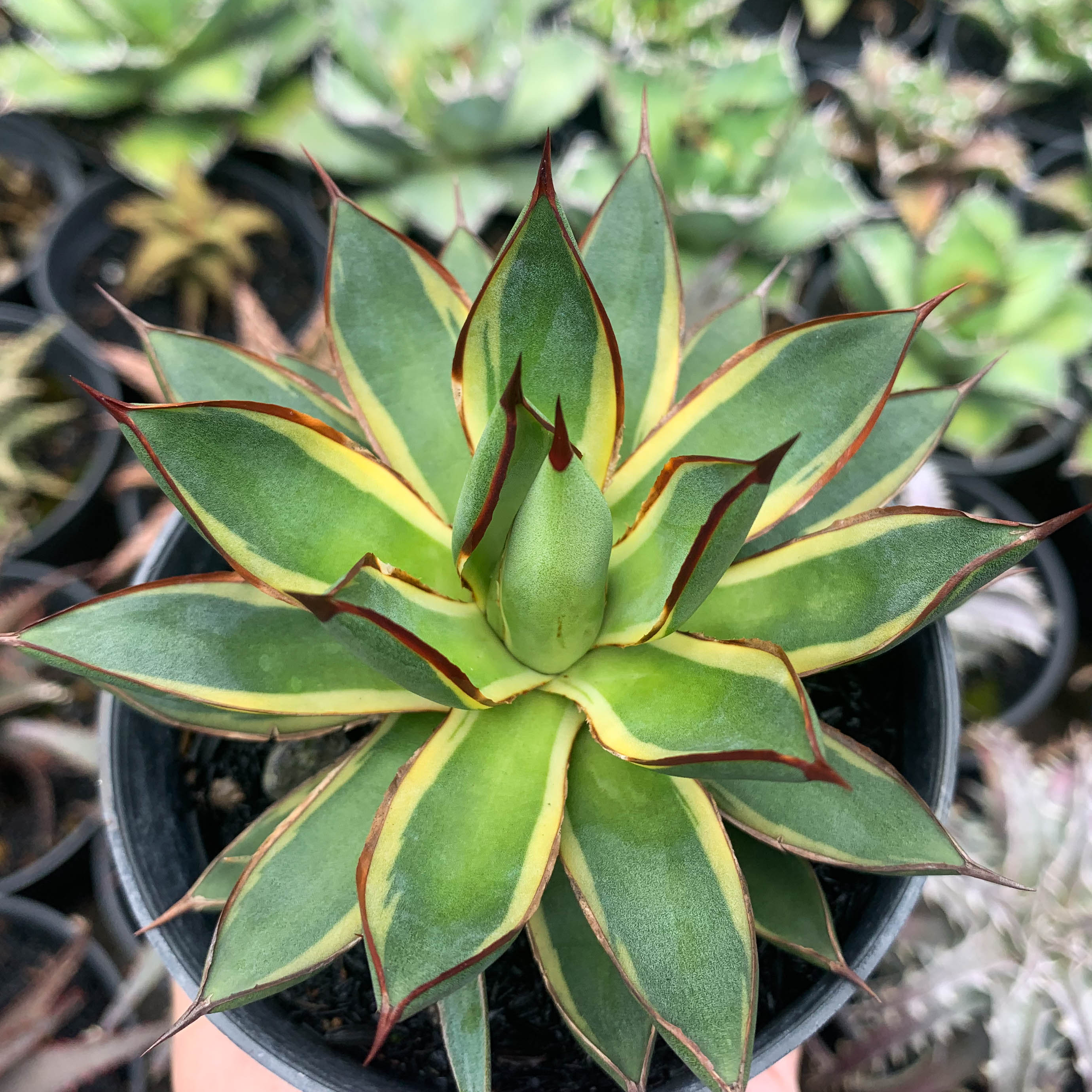Agave burgundy marginata – Succulentasia
