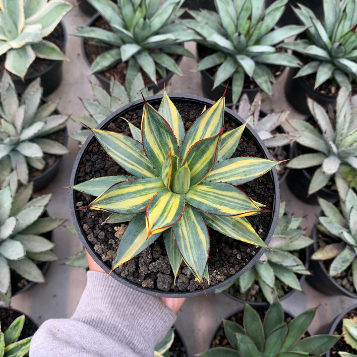 Agave burgundy variegated