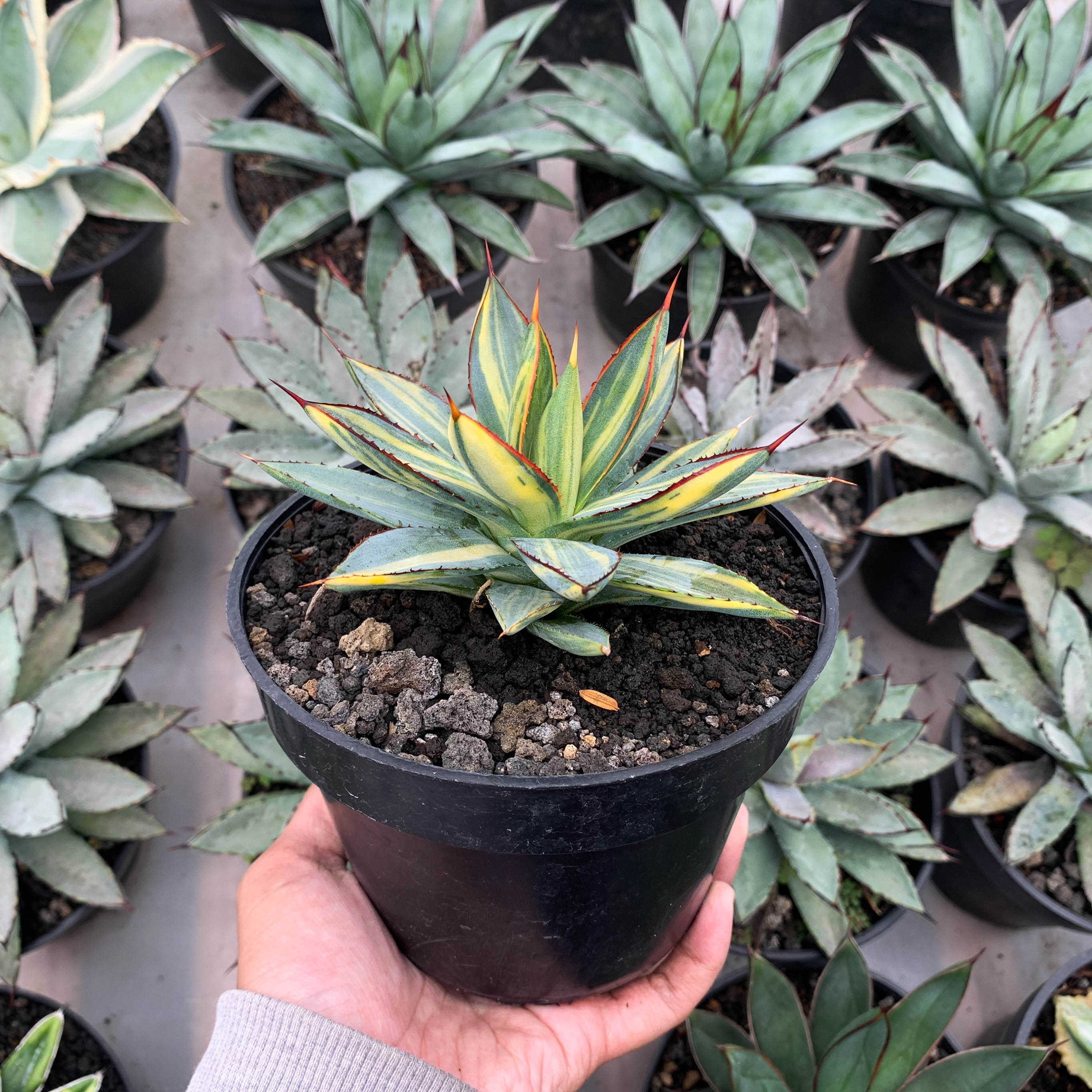 Agave burgundy variegated – Succulentasia