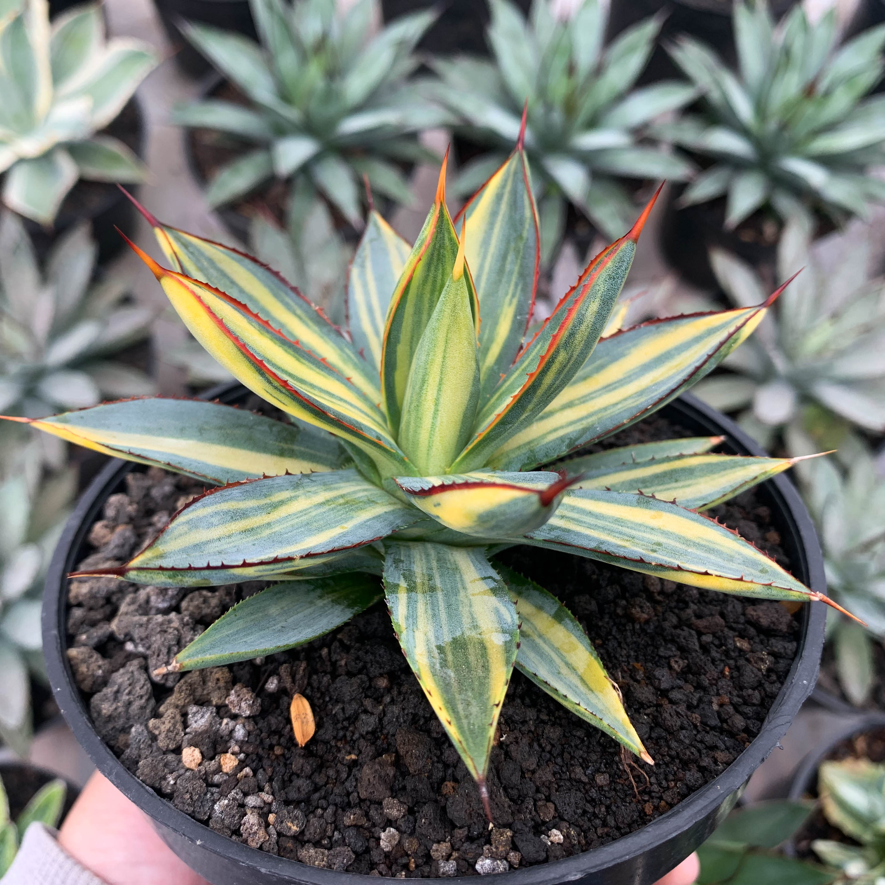 Agave burgundy variegated – Succulentasia