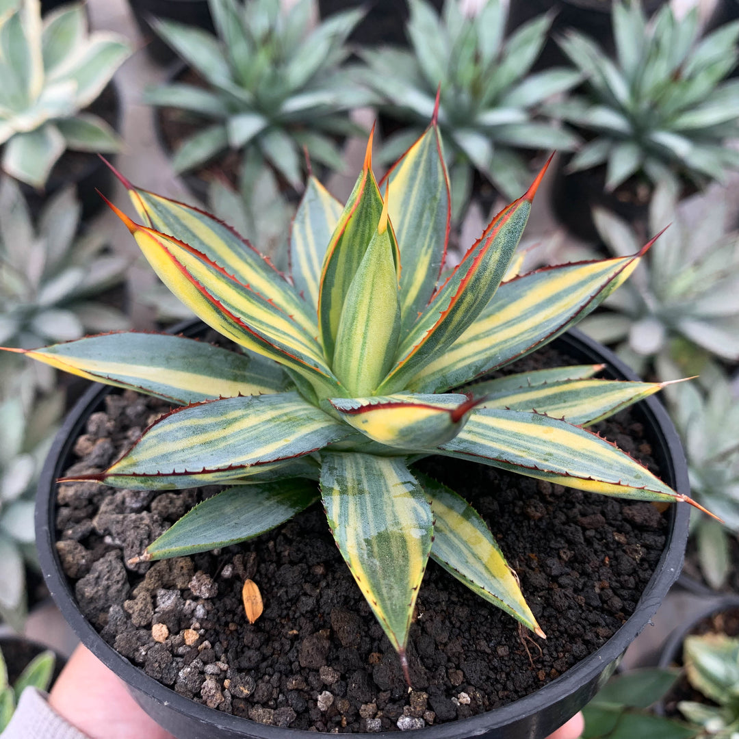 Agave burgundy variegated