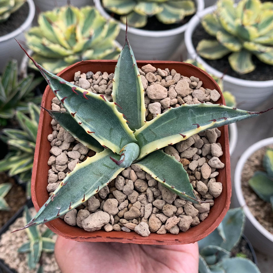 Agave – Succulentasia