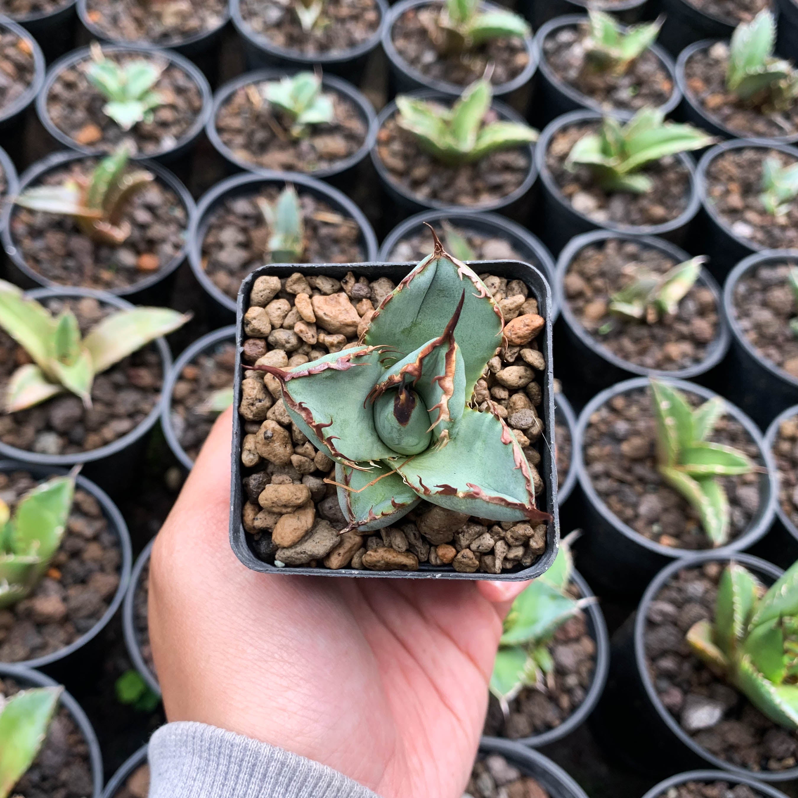 アガベ capone Agave – Succulentasia